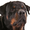 Rottweilers