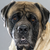 Mastiffs