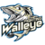 Fighting Walleye